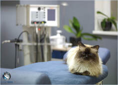Sacred Birman Cat on physiotherapy table