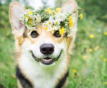 Suvine koer lillepärjaga