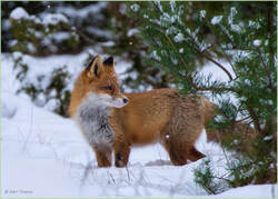 Fox_Winter